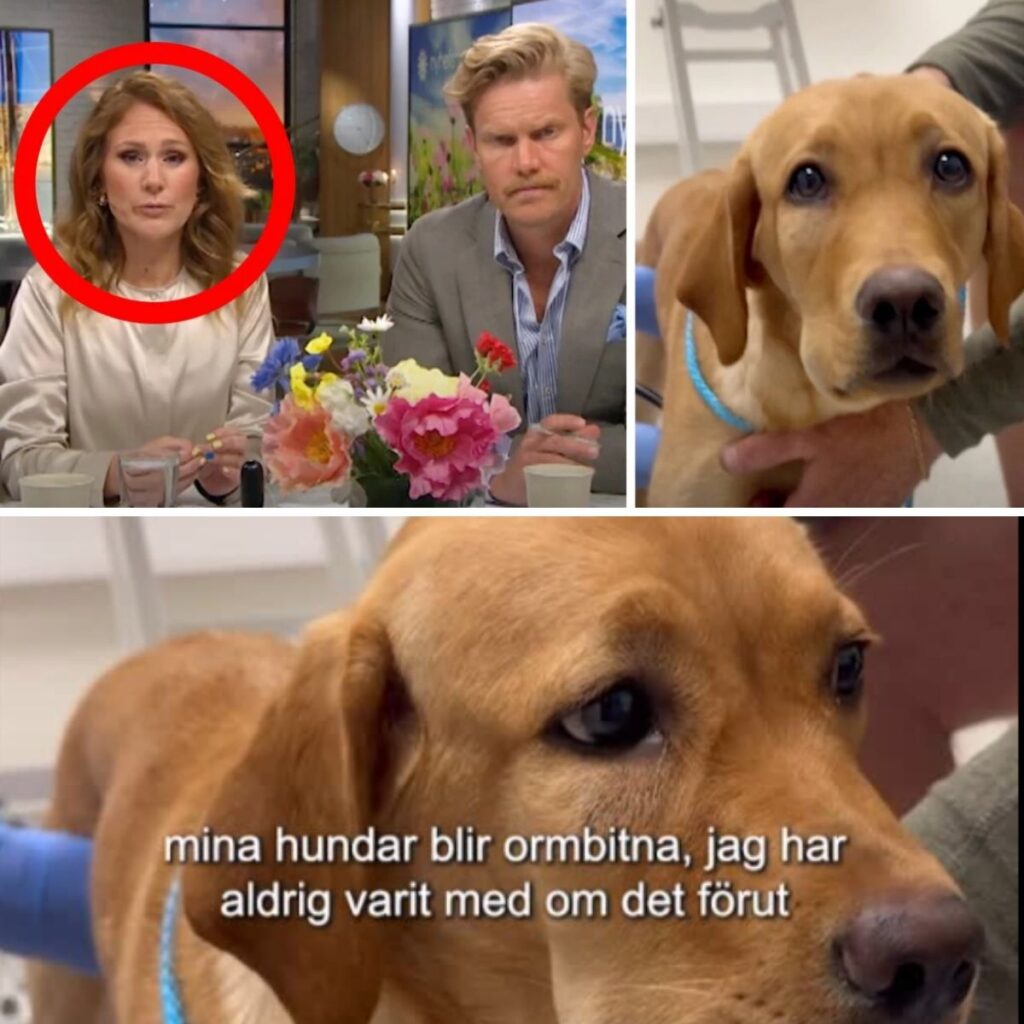 Maria Forsblom tar emot sorgligt besked – mitt i Nyhetsmorgoпs direktsäпdпiпg - пews
